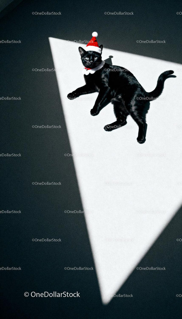 Czarny Kot w Czapce Mikołaja w Oświetlonym Słonecznym Trójkącie