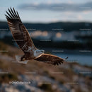 Majestic Sea Eagle in Flight over Coastal Landscape