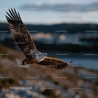 Majestic Sea Eagle in Flight over Coastal Landscape