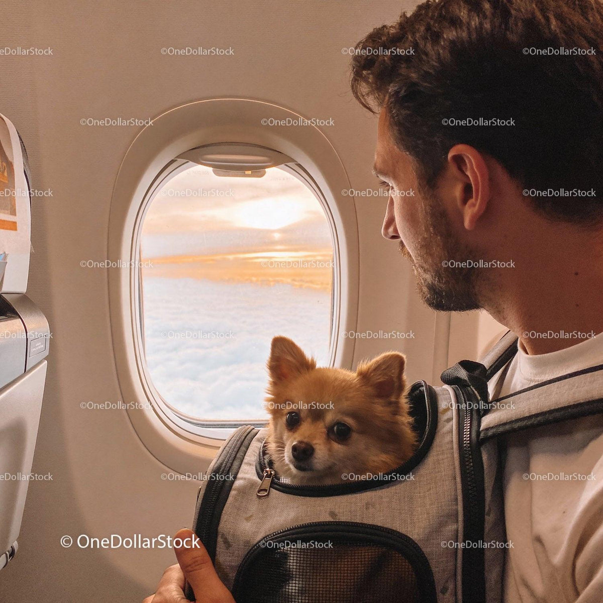 Man Traveling with Small Dog Enjoying Airplane Window View