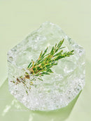 Fresh Green Rosemary Encased In Clear Ice Cube
