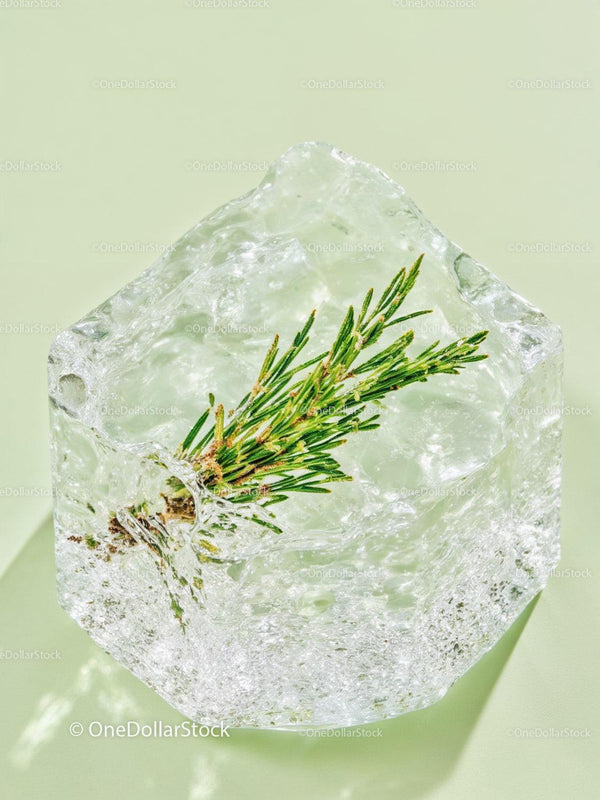 Fresh Green Rosemary Encased In Clear Ice Cube