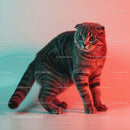 Playful Grey Tabby Cat in a Dynamic Pose with Striped Fur