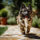 Australian Shepherd Puppy Running Joyfully in Natural Setting