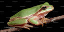 Vibrant Green Frog Perched on Branch in Natural Habitat