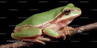 Vibrant Green Frog Perched on Branch in Natural Habitat