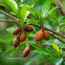 Close-up of Ripe Cacao Pods Hanging on a Tropical Tree