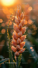 Close-up of Dew-Covered Wheat Plant with Sunrise Bokeh