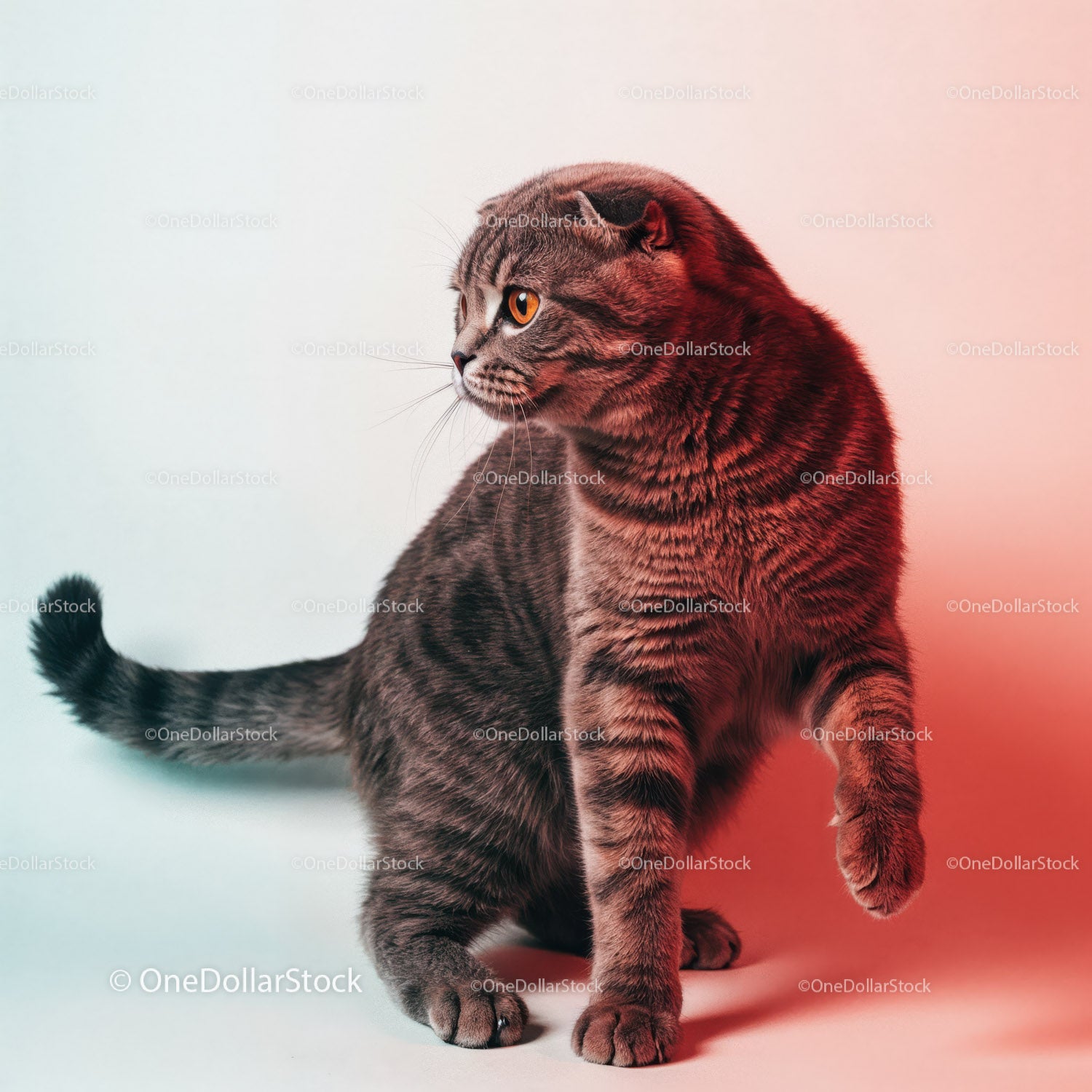 Playful Grey Tabby Cat in a Dynamic Pose with Striped Fur