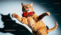 Ginger cat wearing festive bow tie playing indoors