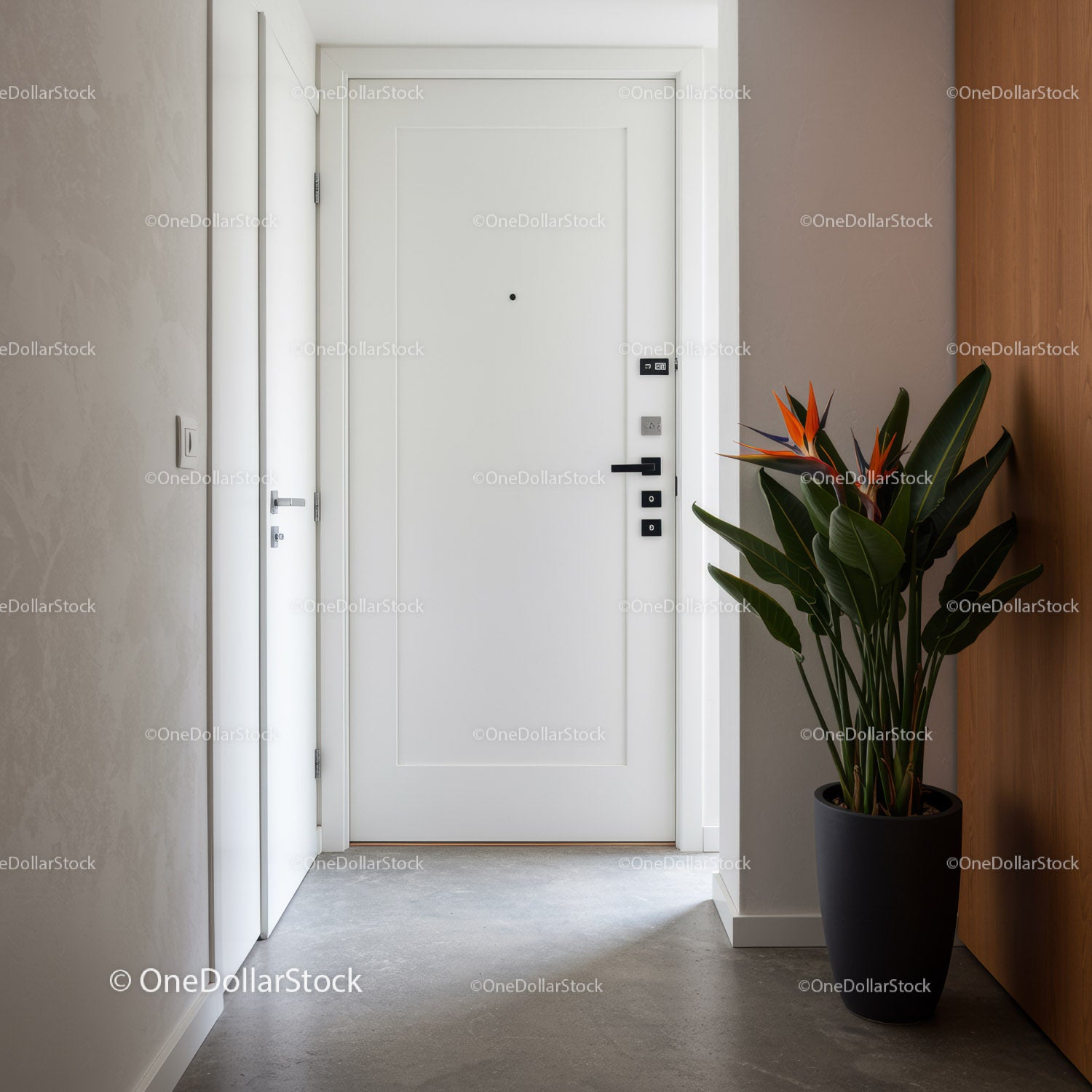 Modern Interior with White Door and Green Plant in Minimalist Hallway