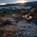 Majestic Sea Eagle in Flight Over Coastal Landscape