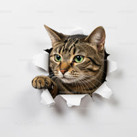 Tabby cat peeking through torn white paper hole