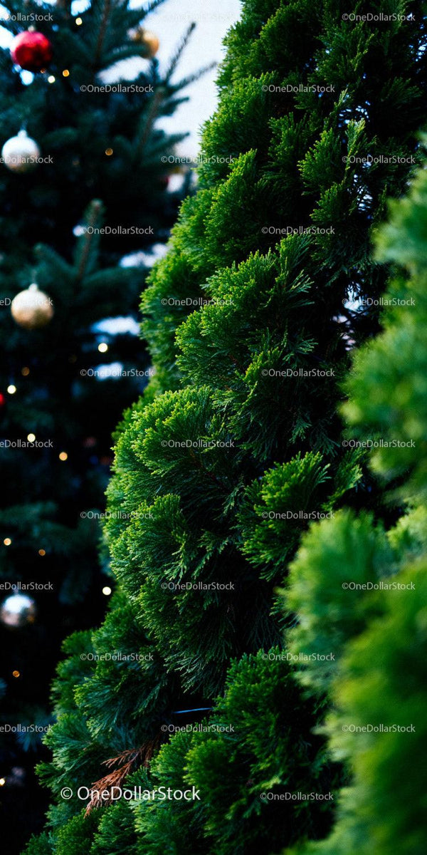Close-up of fresh green Christmas tree branches