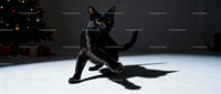 Black cat stepping forward in dimly lit room
