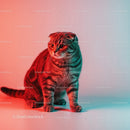 Playful Grey Tabby Cat in a Dynamic Pose with Striped Fur