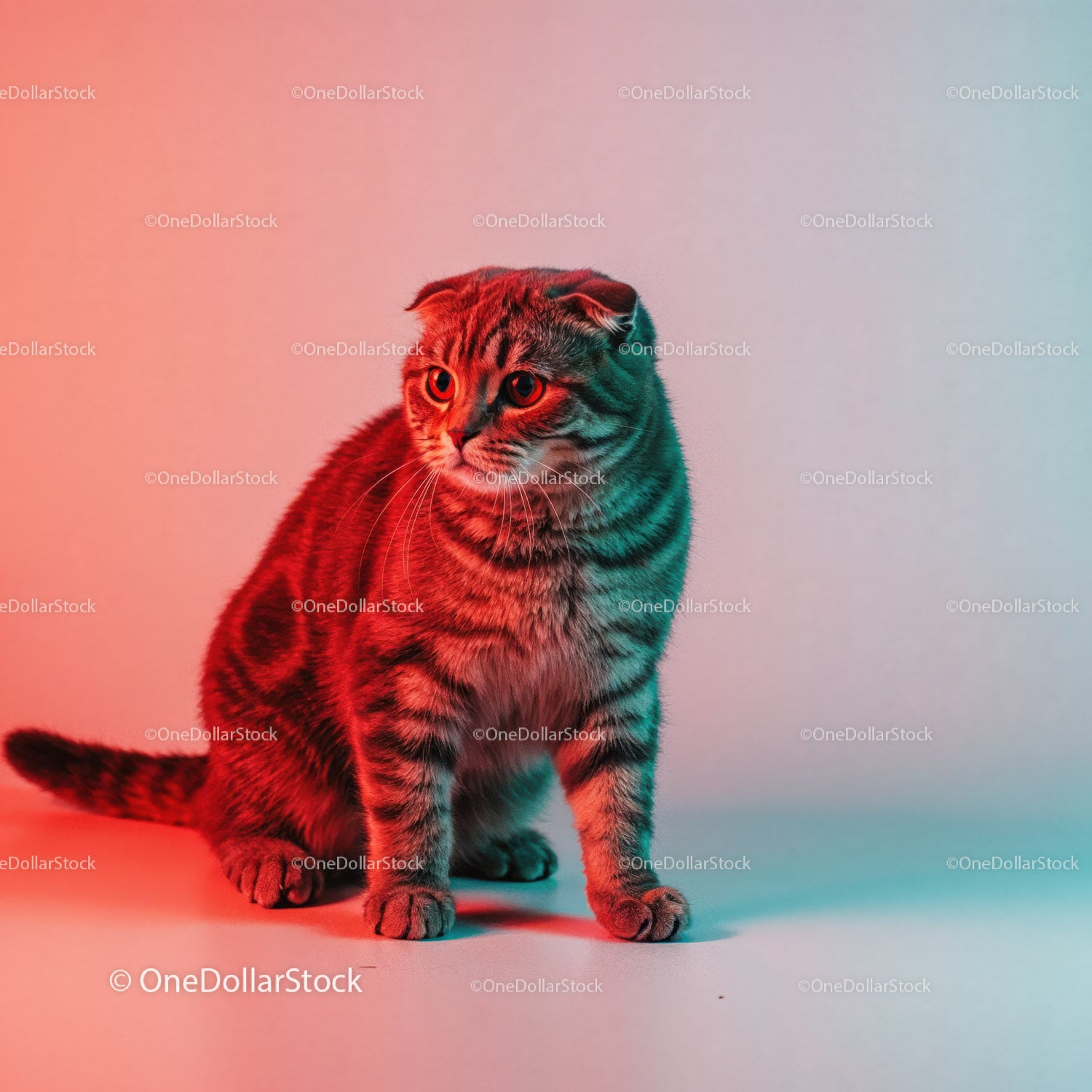 Playful Grey Tabby Cat in a Dynamic Pose with Striped Fur