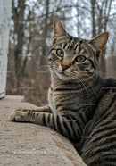 Curious tabby cat resting on rustic outdoor ledge