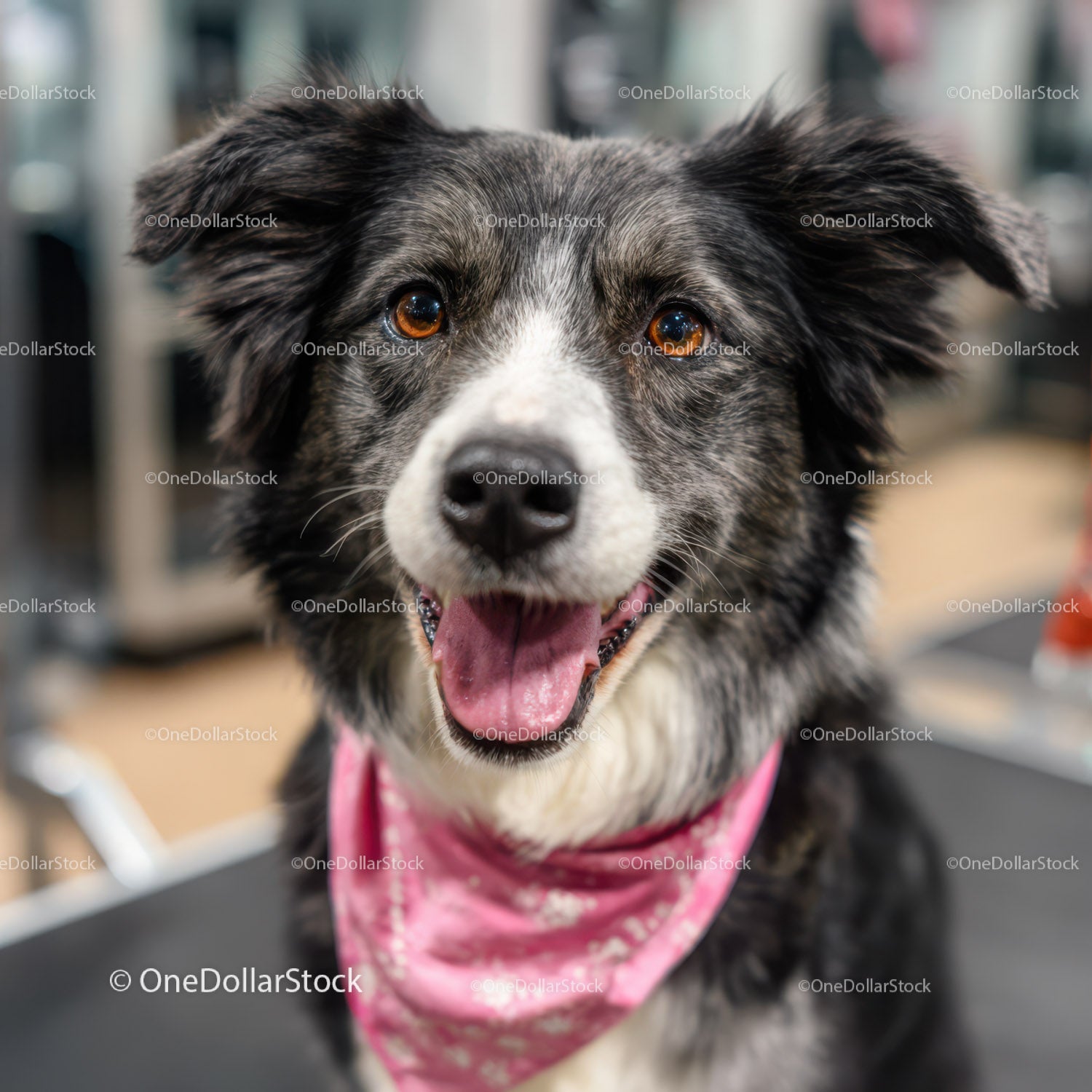 Szczęśliwy pies rasy border collie z bandaną w pomieszczeniu