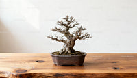 Leafless Bonsai Tree on Rustic Wooden Surface