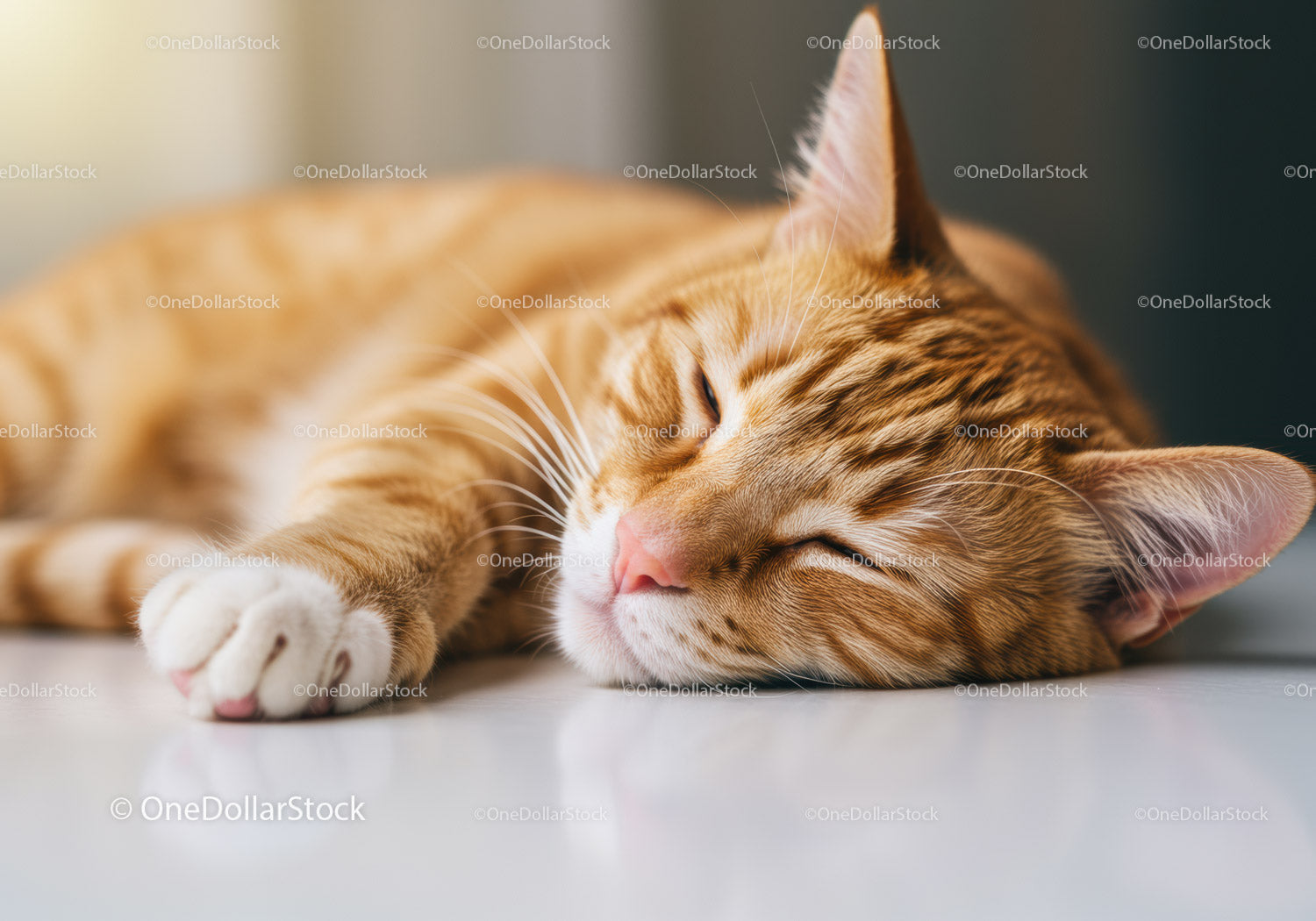 Resting ginger cat sleeping peacefully indoors
