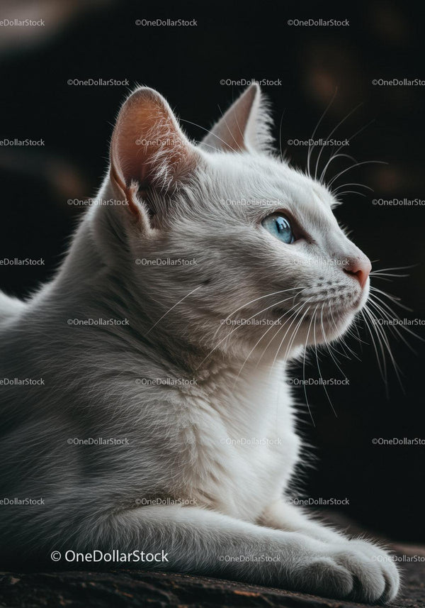 Profile of white cat with striking blue eyes in soft light