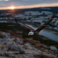 Majestic Bald Eagle Flying Over Mountain Landscape at Sunset