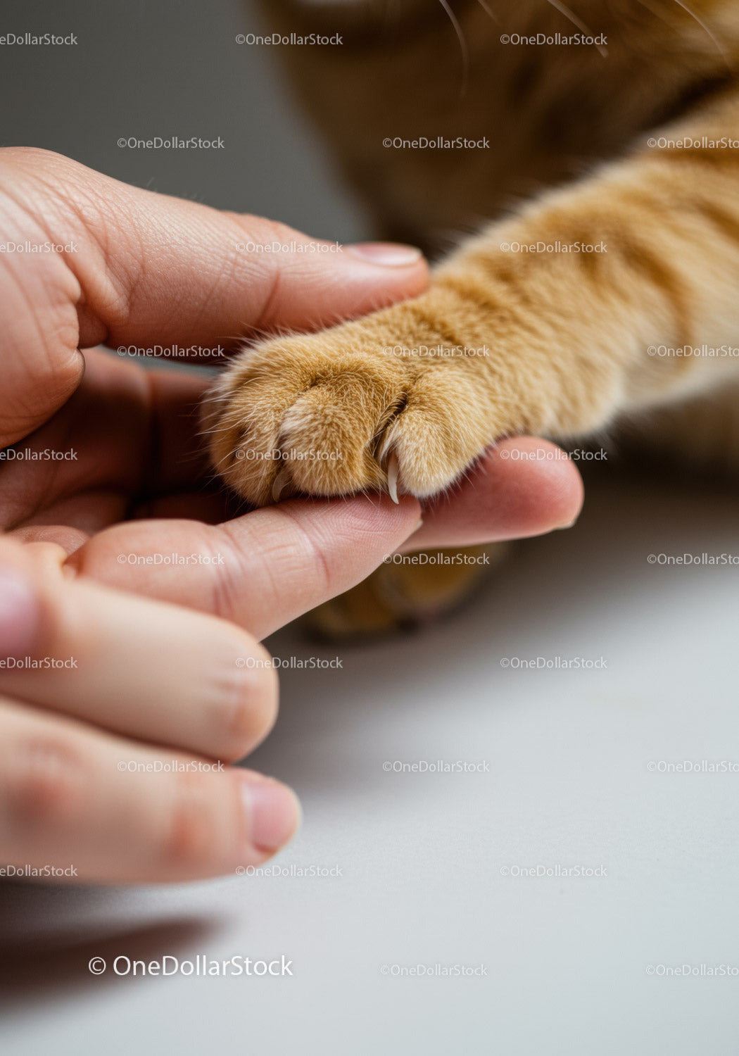Close up of human hand touching a cat's paw gently