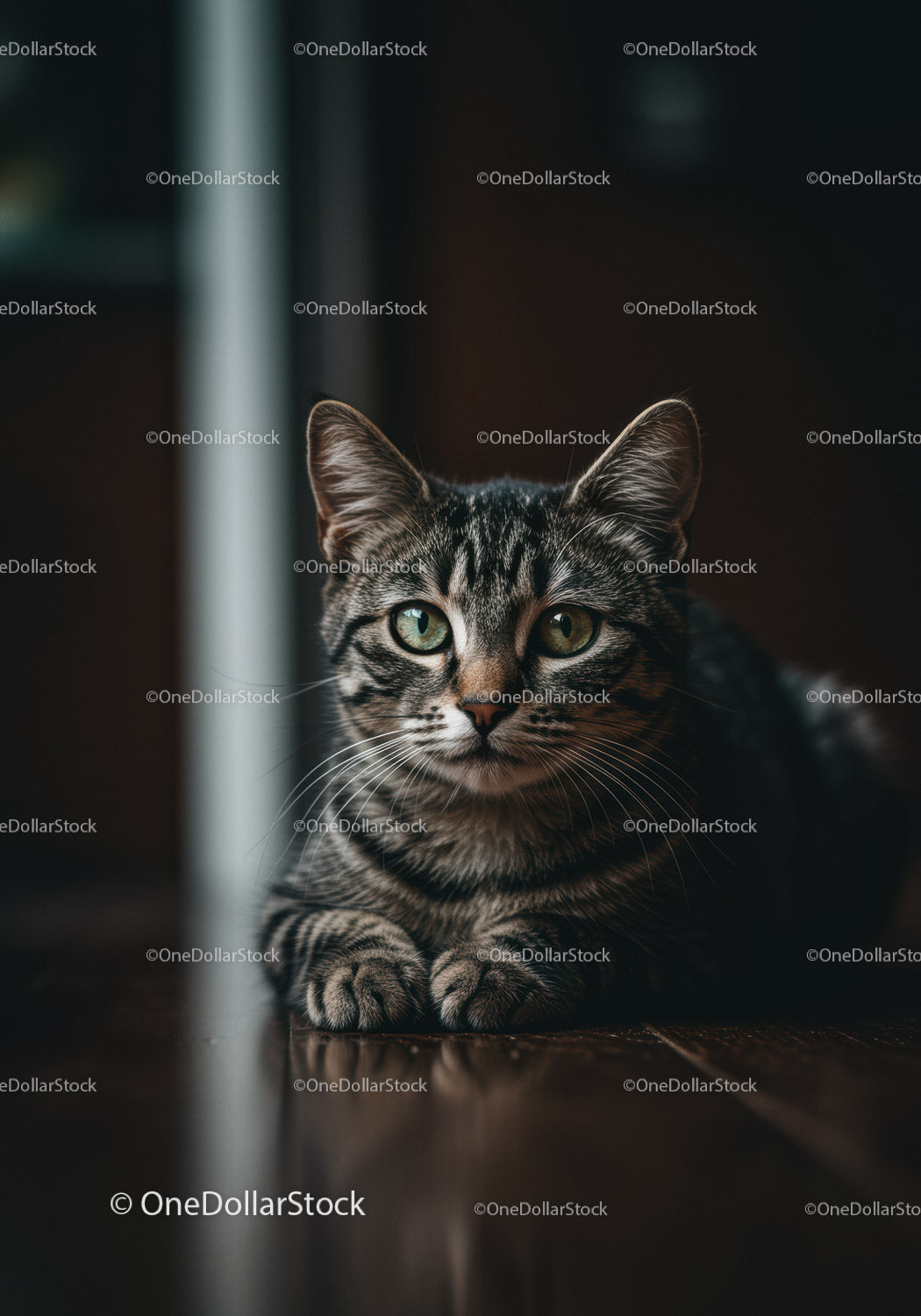 Calm tabby cat resting on polished wooden floor