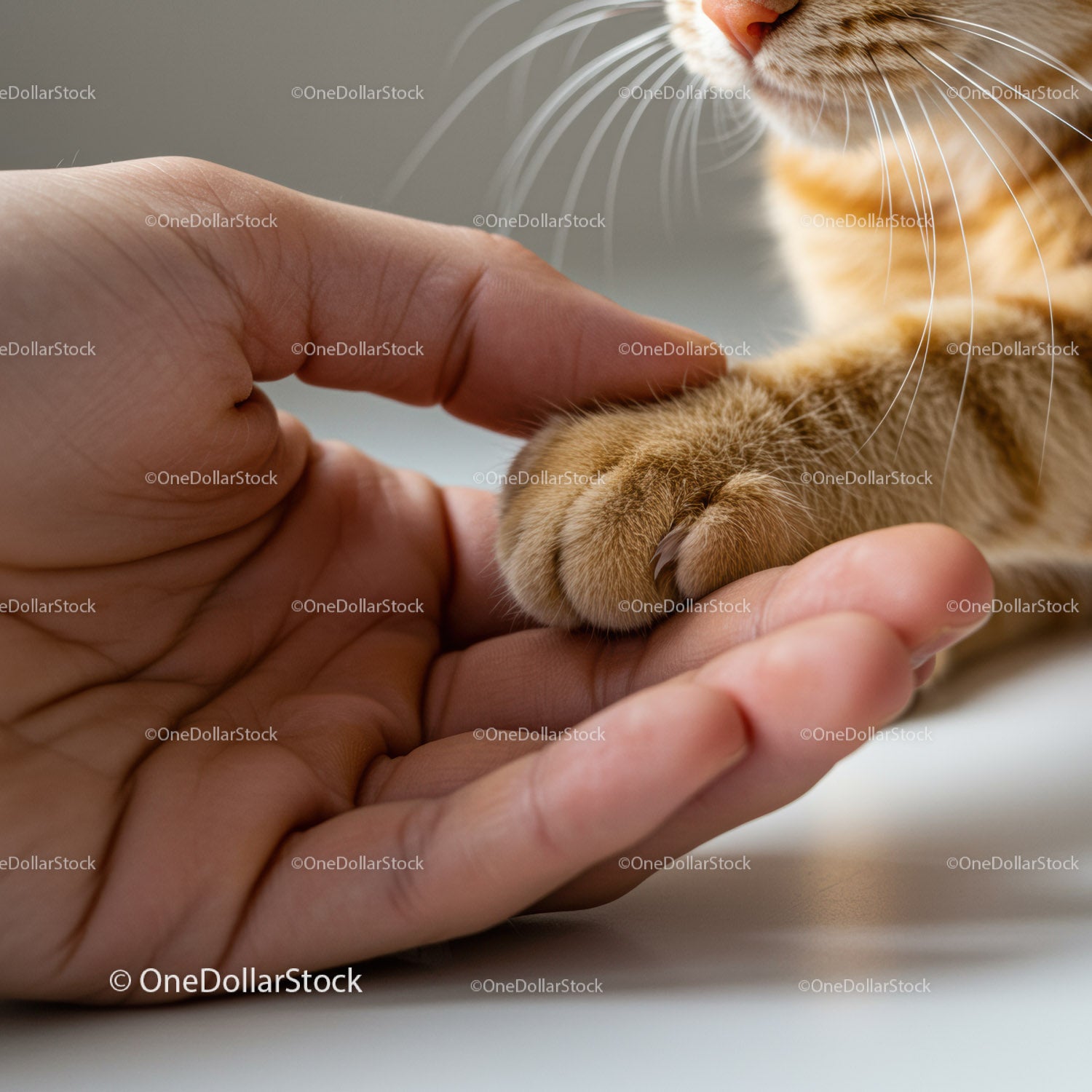 Gentle moment with cat paw resting on human hand