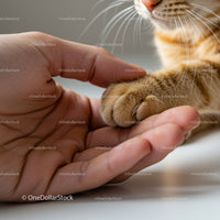 Gentle moment with cat paw resting on human hand