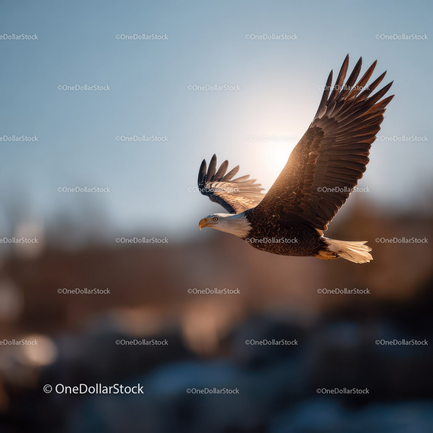 Majestic Bald Eagle in Flight Over Soft Blurred Landscape