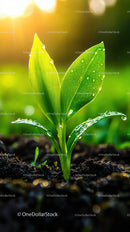 Fresh Green Seedling with Dew Drops in Natural Soil Landscape