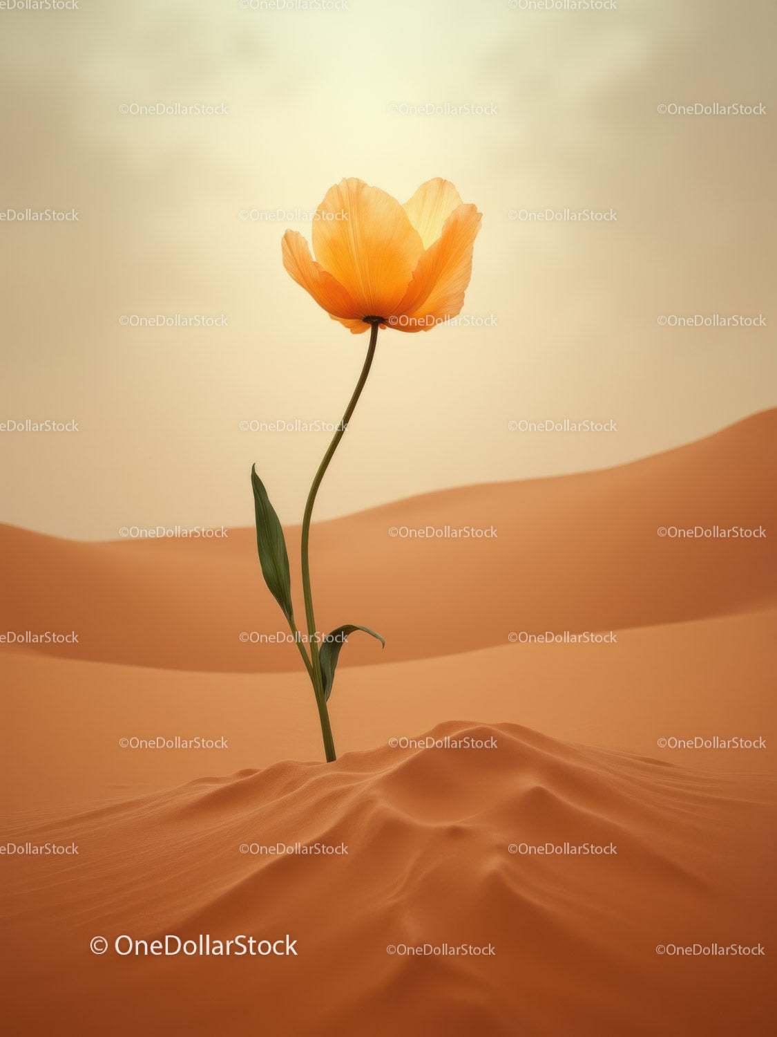 Delicate orange flower blooming in vast sandy desert