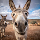 Close-Up of Donkey Head in Rural Landscape Under Blue Sky