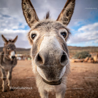 Close-Up of Donkey Head in Rural Landscape Under Blue Sky