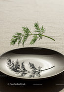 Fresh dill herb casting detailed shadow on plate