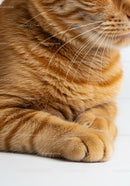 Close up of relaxed ginger cat paws and fur texture