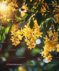 Yellow Blossoming Tree Branch in Bright Sunlight