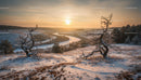 Winter river landscape with twisted trees at sunset