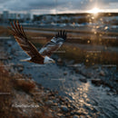 Majestic Eagle in Flight Over Rocky Shore at Sunset