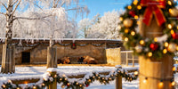 Bison resting in snowy enclosure with festive decorations