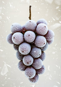 Close Up of Frosted Purple Grapes on Stem