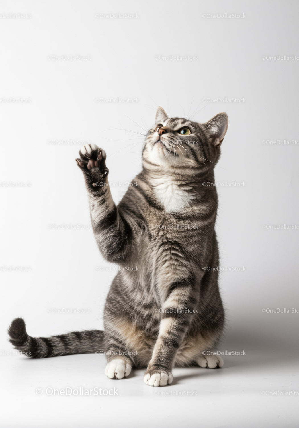 Gray tabby cat raising paw on white background