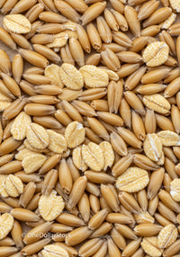 Close-up of oat grains and rolled flakes background
