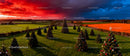 Decorated Christmas Trees in Open Field at Sunset