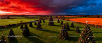 Decorated Christmas Trees in Open Field at Sunset