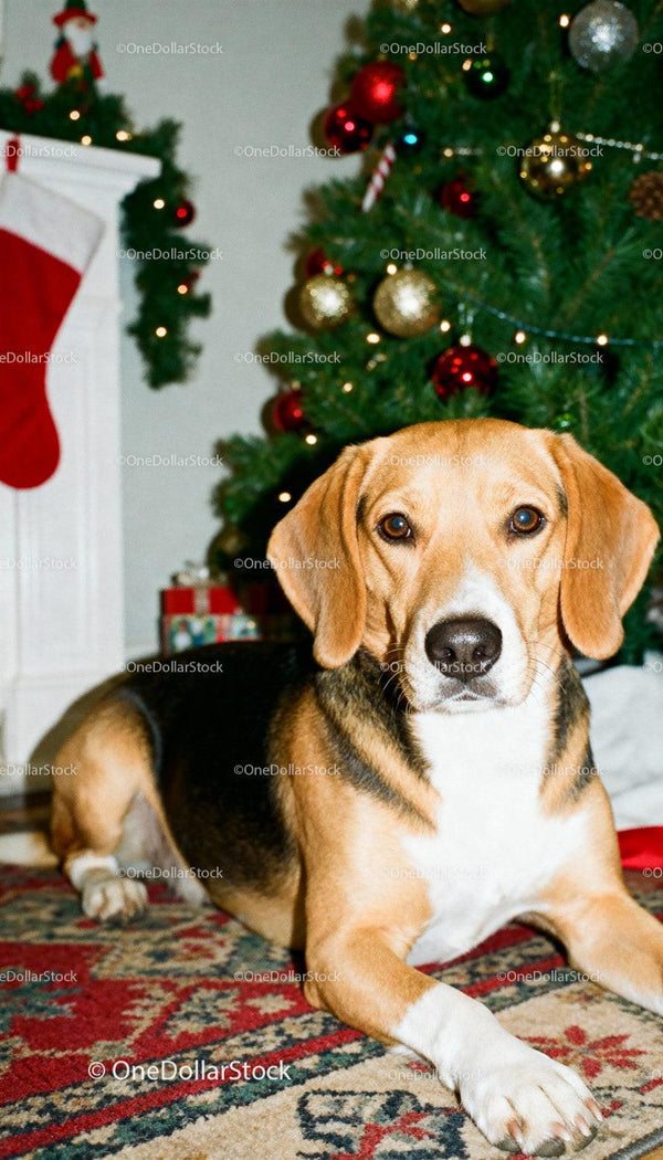 Spokojny beagle odpoczywający przy udekorowanej choince