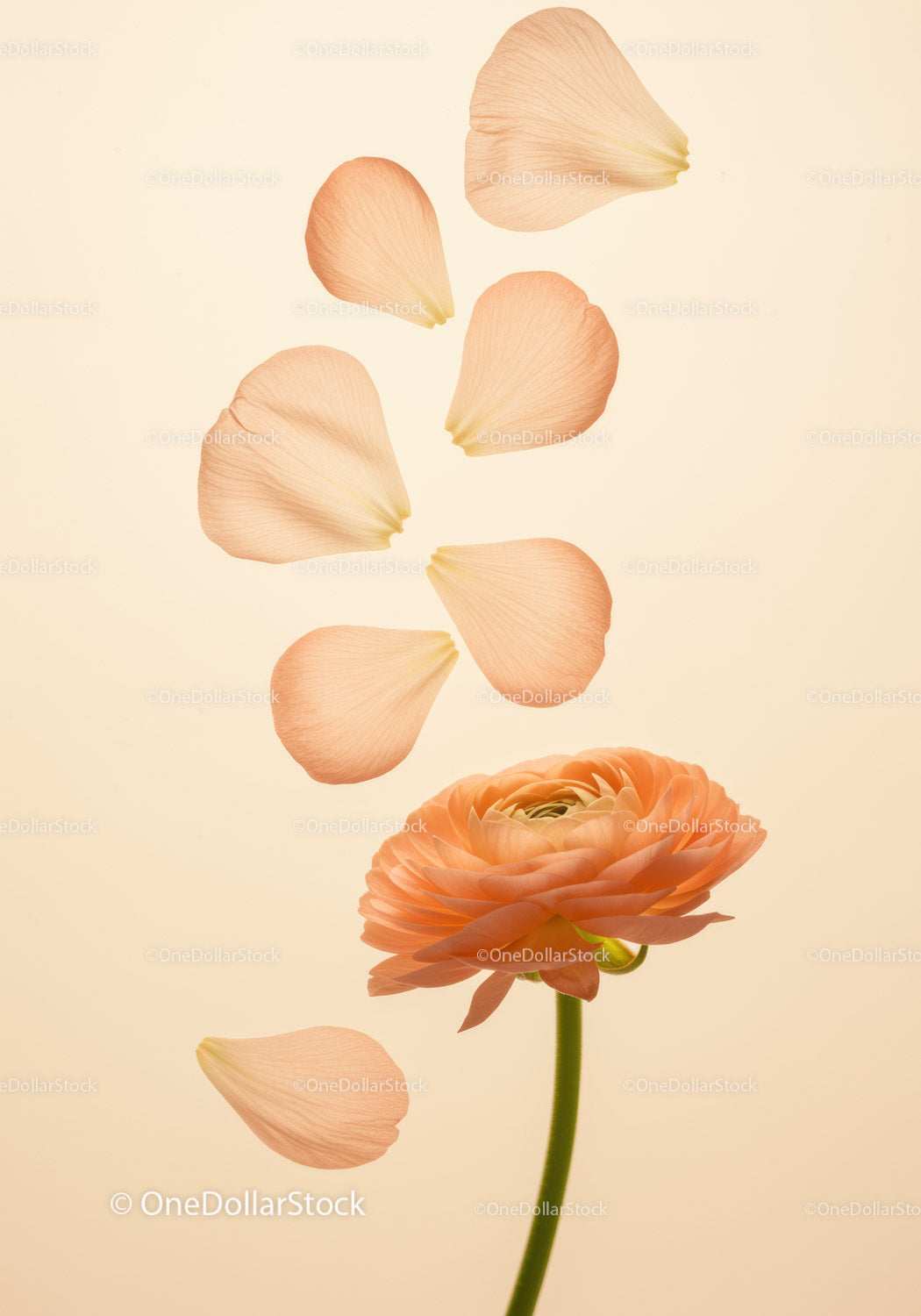 Delicate peach ranunculus flower with falling petals