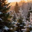Snow-covered pine trees glowing in warm sunset light